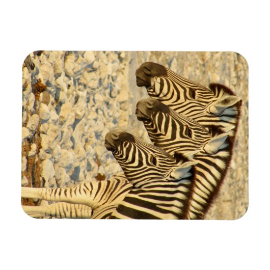zebra-trio magneet (Horizontaal)