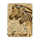 zebra-trio magneet (Verticaal)