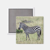 zebra trots magneet (Voorkant / Achterkant)
