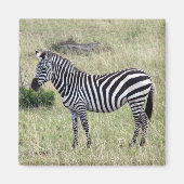 zebra trots magneet (Voorkant)