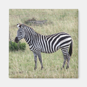 zebra trots magneet