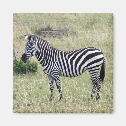 zebra trots magneet (Voorkant)