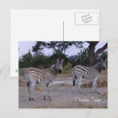 Zebra Twins Double Take Photo Briefkaart (Voorkant / Achterkant)