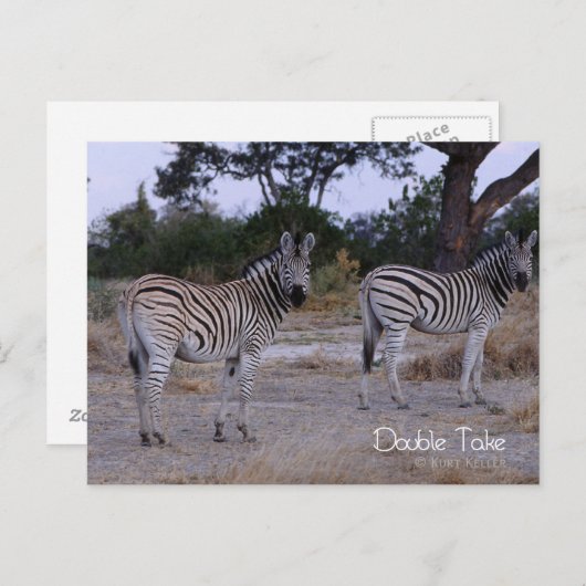 Zebra Twins Double Take Photo Briefkaart (Voorkant / Achterkant)