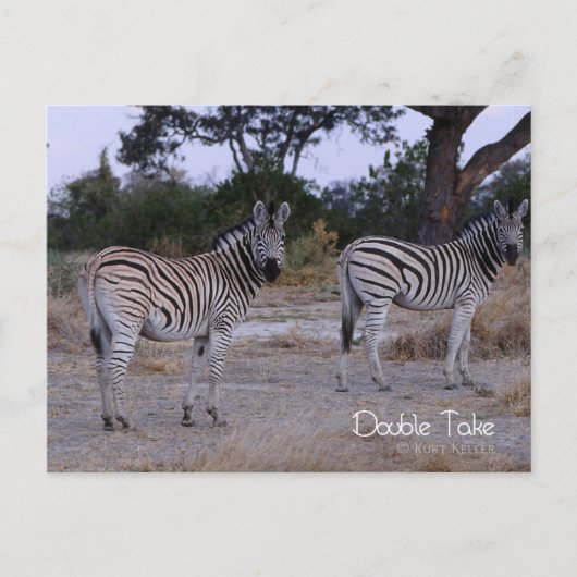 Zebra Twins Double Take Photo Briefkaart (Voorkant)