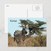 zebra uiterlijk briefkaart (Voorkant / Achterkant)