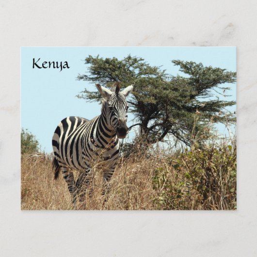 zebra uiterlijk briefkaart (Voorkant)