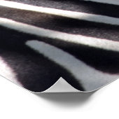 Zebra van Afrika Poster (Hoek)