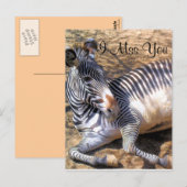 Zebra van de liefde_ briefkaart (Voorkant / Achterkant)
