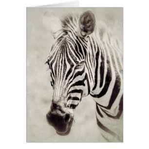 Zebra: Van dichtbij en persoonlijk