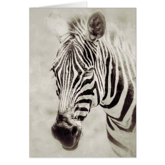 Zebra: Van dichtbij en persoonlijk (Voorkant)