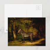 Zebra van George Stubbs (1763) Briefkaart (Voorkant / Achterkant)