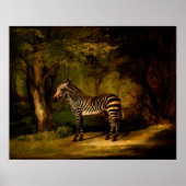 Zebra van George Stubbs (1763) Poster (Voorkant)