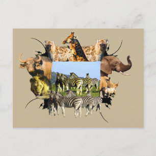 Zebra van het Afrikaanse Wildlife Lijst Blue Sky Briefkaart