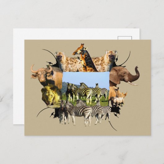 Zebra van het Afrikaanse Wildlife Lijst Blue Sky Briefkaart (Voorkant / Achterkant)