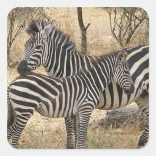 Zebra van moeder en Baby Vierkante Sticker