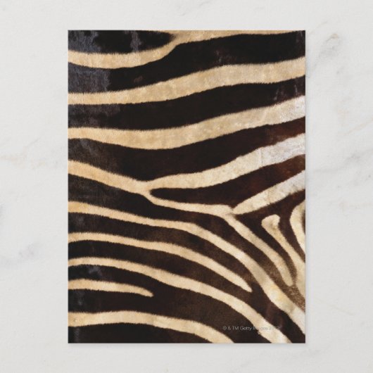 Zebra Verbergen 2 Briefkaart (Voorkant)