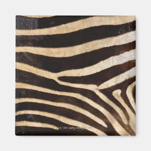 Zebra Verbergen 2 Magneet