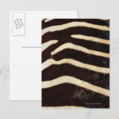 Zebra verbergen briefkaart (Voorkant / Achterkant)