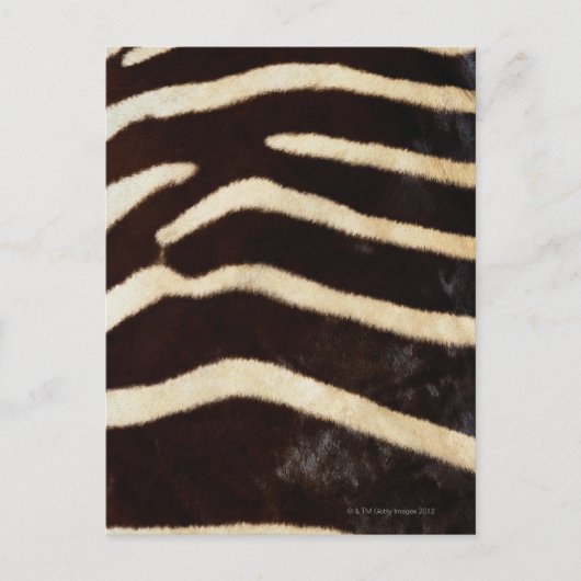 Zebra verbergen briefkaart (Voorkant)