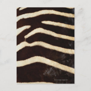 Zebra verbergen briefkaart