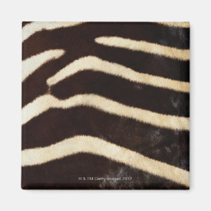 Zebra Verbergen Magneet