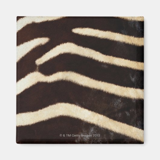 Zebra verbergen magneet (Voorkant)
