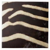 Zebra Verbergen Tegeltje (Voorkant)