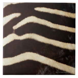 Zebra Verbergen Tegeltje