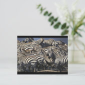 Zebra verpakking briefkaart (Staand voorkant)