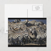 Zebra verpakking briefkaart (Voorkant / Achterkant)