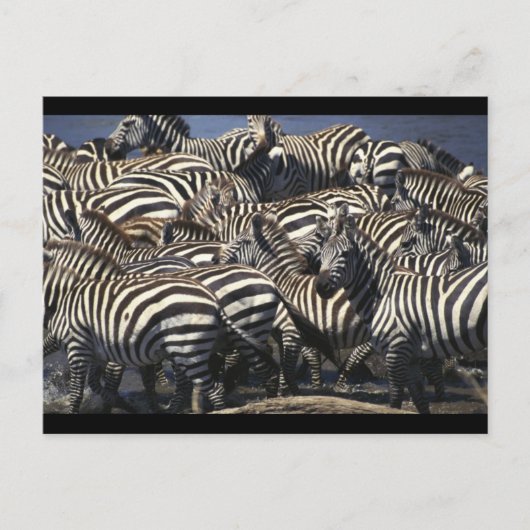 Zebra verpakking briefkaart (Voorkant)