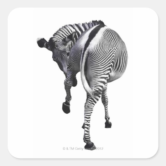 zebra vierkante sticker (Voorkant)