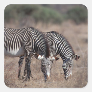 Zebra Vierkante Sticker