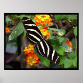 Zebra-vlinder Poster (Voorkant)