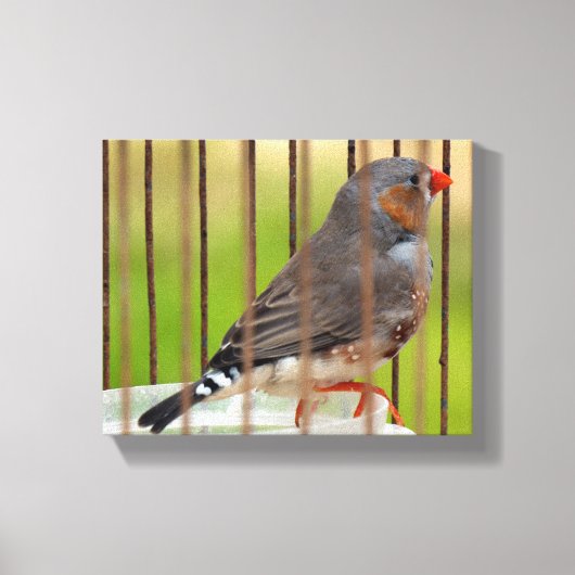 Zebra Vogel in kooi Canvas Afdruk (Voorkant)