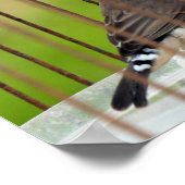 Zebra Vogel in kooi Poster (Hoek)