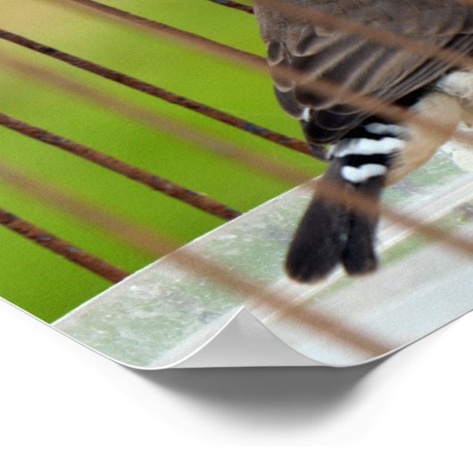 Zebra Vogel in kooi Poster (Hoek)