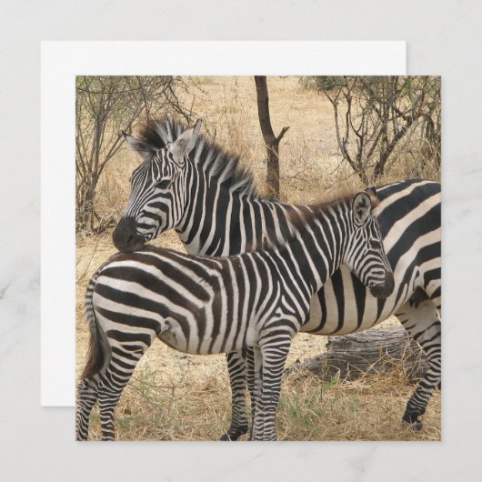 Zebra voor moeder en Baby Kaart (Voorkant / Achterkant)