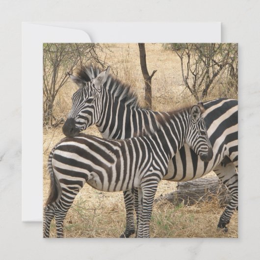Zebra voor moeder en Baby Kaart (Voorkant)