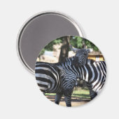 Zebra Vrienden Magneet (Voorkant / Achterkant)