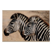 Zebra vrienden perfect poster (Voorkant)