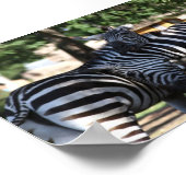 Zebra vrienden poster (Hoek)