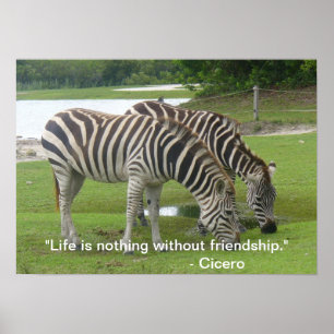 Zebra vriendschapsband Poster