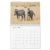 Zebra Wandkalender Kalender (Jan 2027)