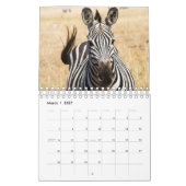 Zebra Wandkalender Kalender (Mar 2027)