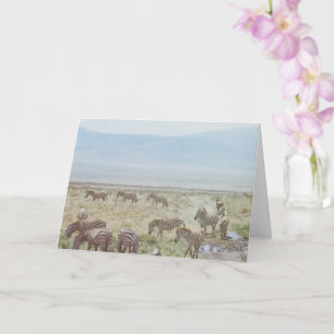 Zebra Wild Birthday Wish Kaart