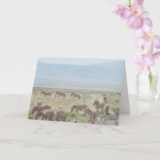 Zebra Wild Birthday Wish Kaart (Orchidee)