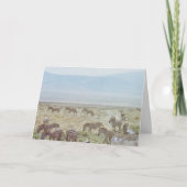 Zebra Wild Birthday Wish Kaart (Voorkant)