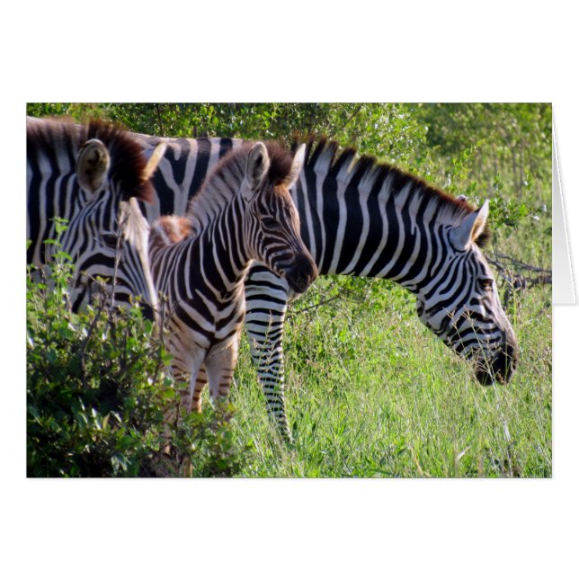zebra youth (Voorkant Horizontaal)